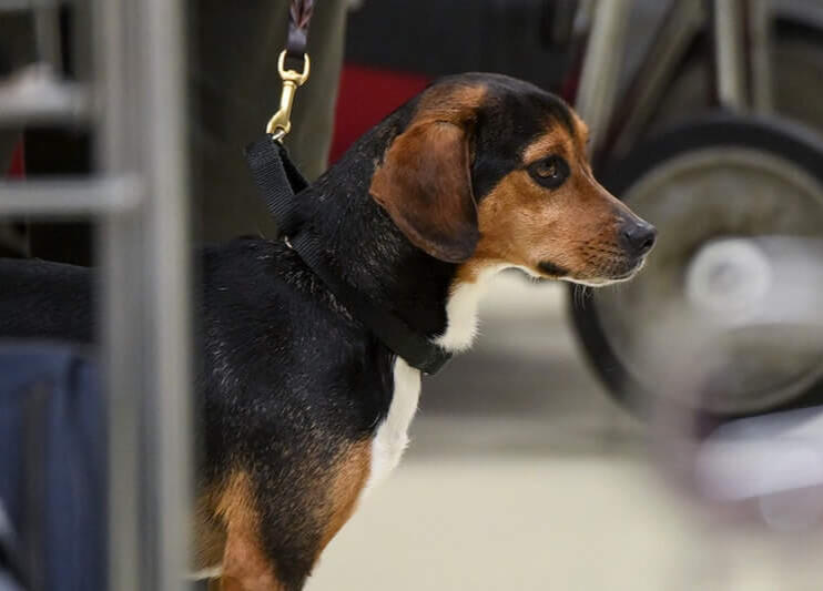 pets during hurricane pets hurricane shelter